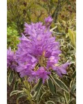 Рододендрон понтійський Варієгатум|Rhododendron ponticum ’Variegatum’|Рододендрон понтийский Вариегатум